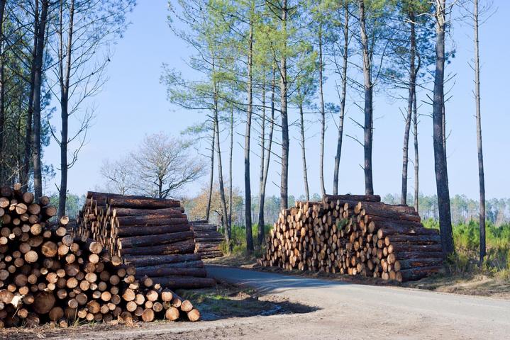 Vente de bois de chauffage Montluçon